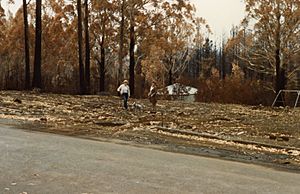 Mount Macedon after the 1983 Ash Wednesday bushfires