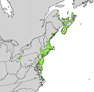 Myrica pensylvanica range map.jpg