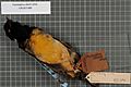 Naturalis Biodiversity Center - RMNH.AVES.140845 2 - Pteridophora alberti subsp. - Paradisaeidae - bird skin specimen