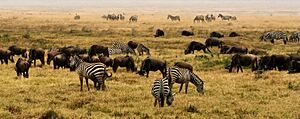 NgoroNgoro Crater, Tanzania, Africa