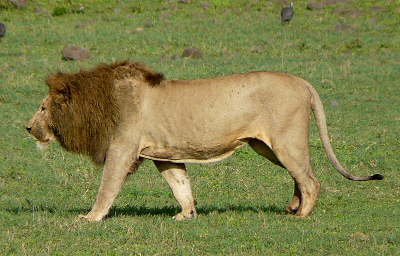 Ngorongoro Crater (26) (cropped)