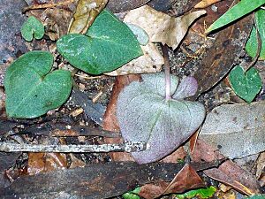 Orchid underleaf Chatswood probably Acianthus fornicatus