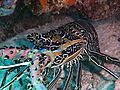 Painted lobster on Pom Pom Island, Celebes resort, Sabah