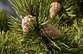 Pinus contorta Nederland CO.jpg