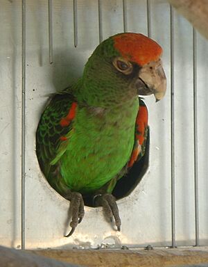 Poicephalus gulielmi -leaving the nest -4c