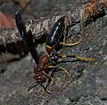 Polistes annularis P1280219a