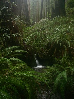Prairie Creek Redwoods - Waterfall on Rhododendron Trail