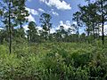 Price’s Scrub State Park - Pine Flatwoods near trailhead