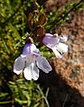 Prostanthera eurybioides