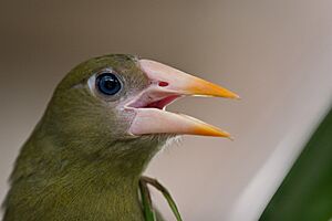 Psarocolius viridis -Diergaarde Blijdorp -upper body-8a