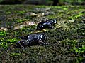 Purple frog babies by Nihal jabin