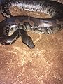 Python curtus4