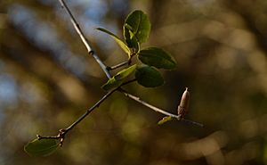 Quercus wislizeni twig with acorn