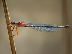 Red & Blue Damsel, Xanthagrion erythroneurum, female.jpg