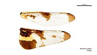 Rhyothemis phyllis female wings (34252003733)