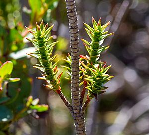 Richea sprengelioides individual from Mt Wellington