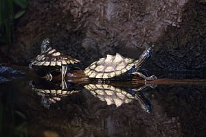 Ringed sawback turtle - Graptemys oculifera.jpg