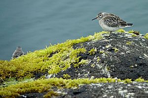 Rock sandpiper on St. Paul Island