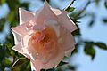Rose at Huntington Library garden