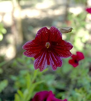 Salpiglossis sinuata flower front view