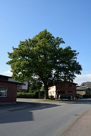 Schleswig-Holstein, Sarlhusen, Eiche zum Gedenken am Kaiser Wilhelm I NIK 0229