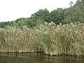 Schwielowsee-Schilfrohrguertel-01