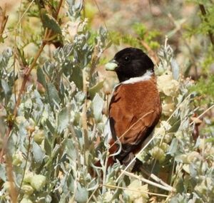 Serinus alario -near Rooifontein, Northern Cape, South Africa -male-8.jpg