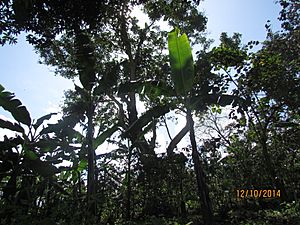 Shade Trees