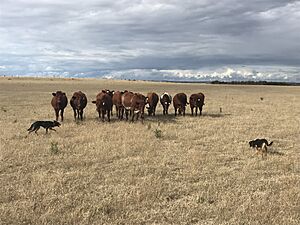 Shorthorn heifers & kelpies