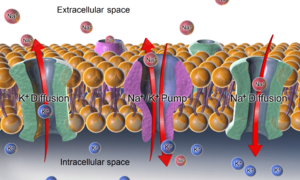 Sodium-potassium pump and diffusion