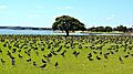 South Island Oystercatchers in Mangere Bridge-2