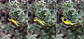 Southern masked weaver (Ploceus velatus) male building nest composite