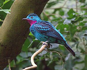 SpangledCotinga.jpg