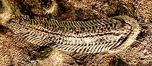 Spriggina flounensi C