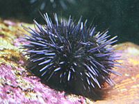 Strongylocentrotus purpuratus California