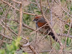 Synallaxis hypospodia - Cinereous-breasted Spinetail; Uberaba, Minas Gerais, Brazil.jpg