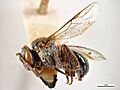 Tetragonula hockingsi m