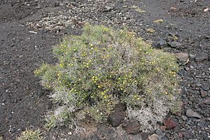 Tinajo - Montaña Colorada - Launaea arborescens 01 ies.jpg