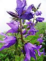 ValleyOfFlowers purpleflower