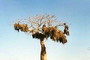 Weaver bird nests at Ifaty (3445328641)
