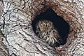 Western Screech Owl In Hole