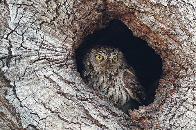 Western Screech Owl In Hole