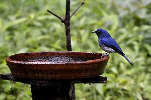 White-bellied blue flycatcher male, Ganeshgudi, India.jpg