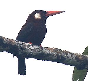 White-eared Jacamar