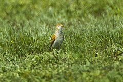 White-winged Lark - Kazakistan S4E0496 (16947462615).jpg