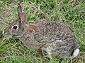 Wild rabbit us