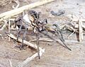 Wolf spider&egg sac02