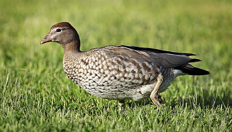 Wood-Duck-female