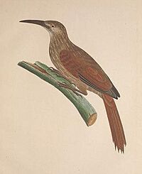 Xiphocolaptes falcirostris Aviumspeciesnovae Spix 1824 (cropped)