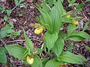 Yellow lady slippers Great Smoky Mountains NP